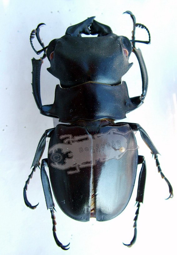 Genus Odontolabis - the online insect museum